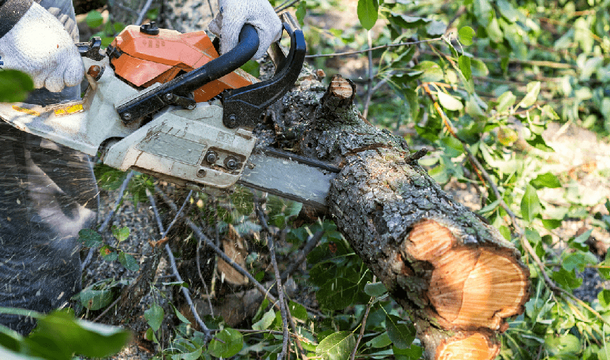 Tree Removal