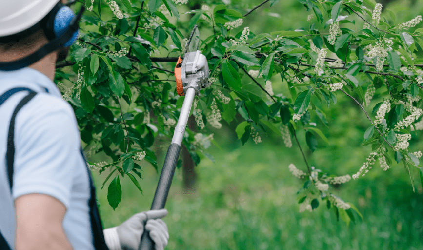Tree Trimming